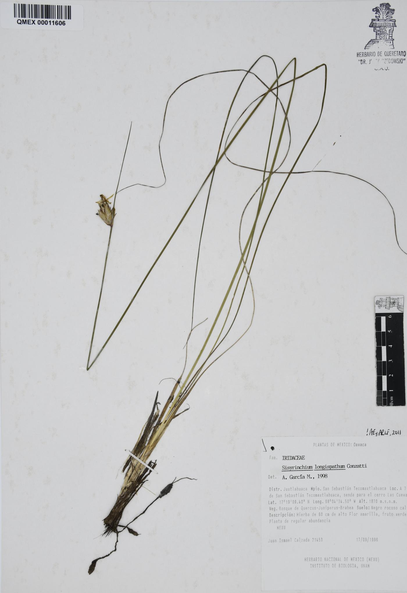 Sisyrinchium longispathum image